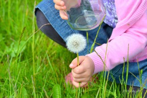 Pusteblumen Make a wish - Pusteblumen im Glas Blumen Pflücken