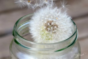 Pusteblumen Make a wish - Pusteblumen im Glas lassen die Magie wieder aufleben