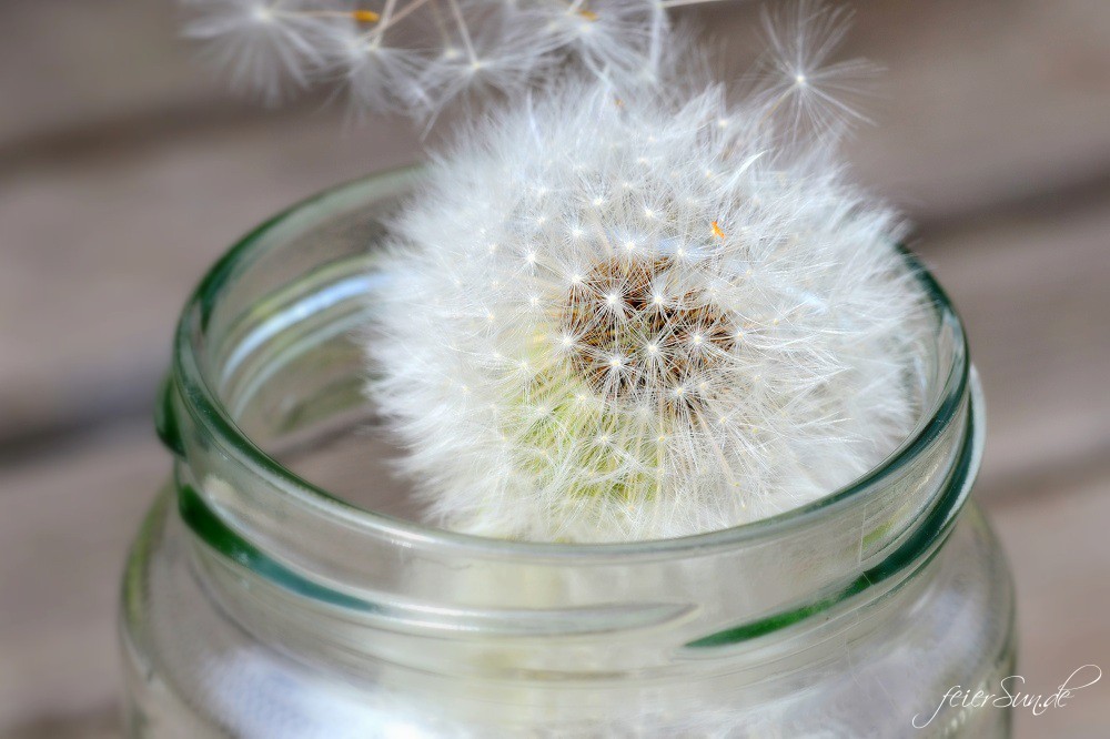 Pusteblumen Make a wish - Pusteblumen im Glas lassen die Magie wieder aufleben