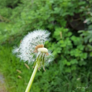 Wunsch für Mama - Give a wish - take a wish
