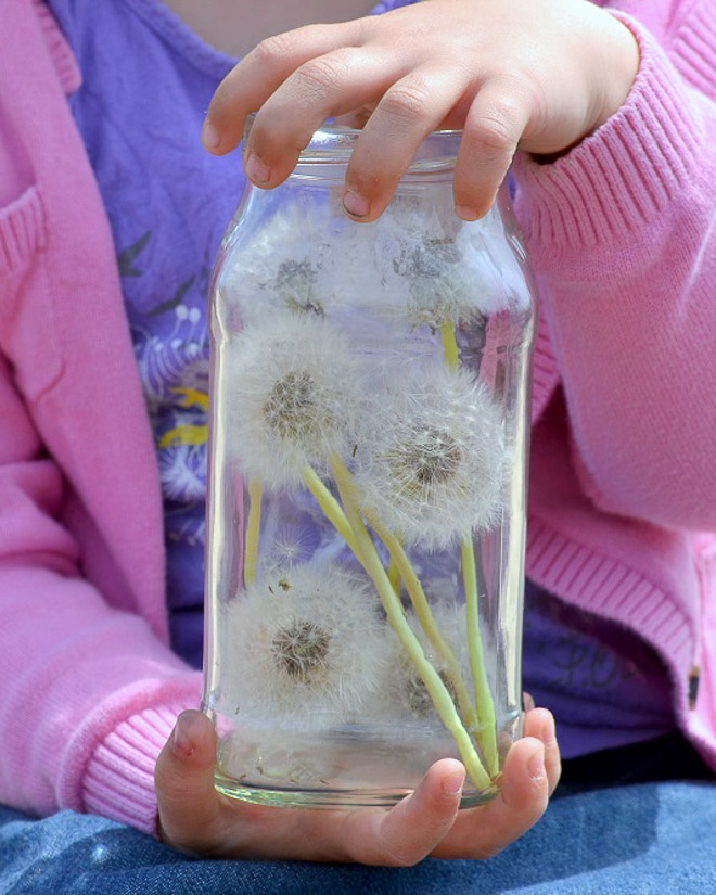 Pusteblumen Make a wish - Pusteblumen im Glas lassen die Magie wieder aufleben