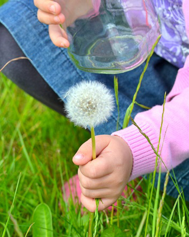 Pusteblumen Make a wish - Pusteblumen im Glas lassen die Magie wieder aufleben