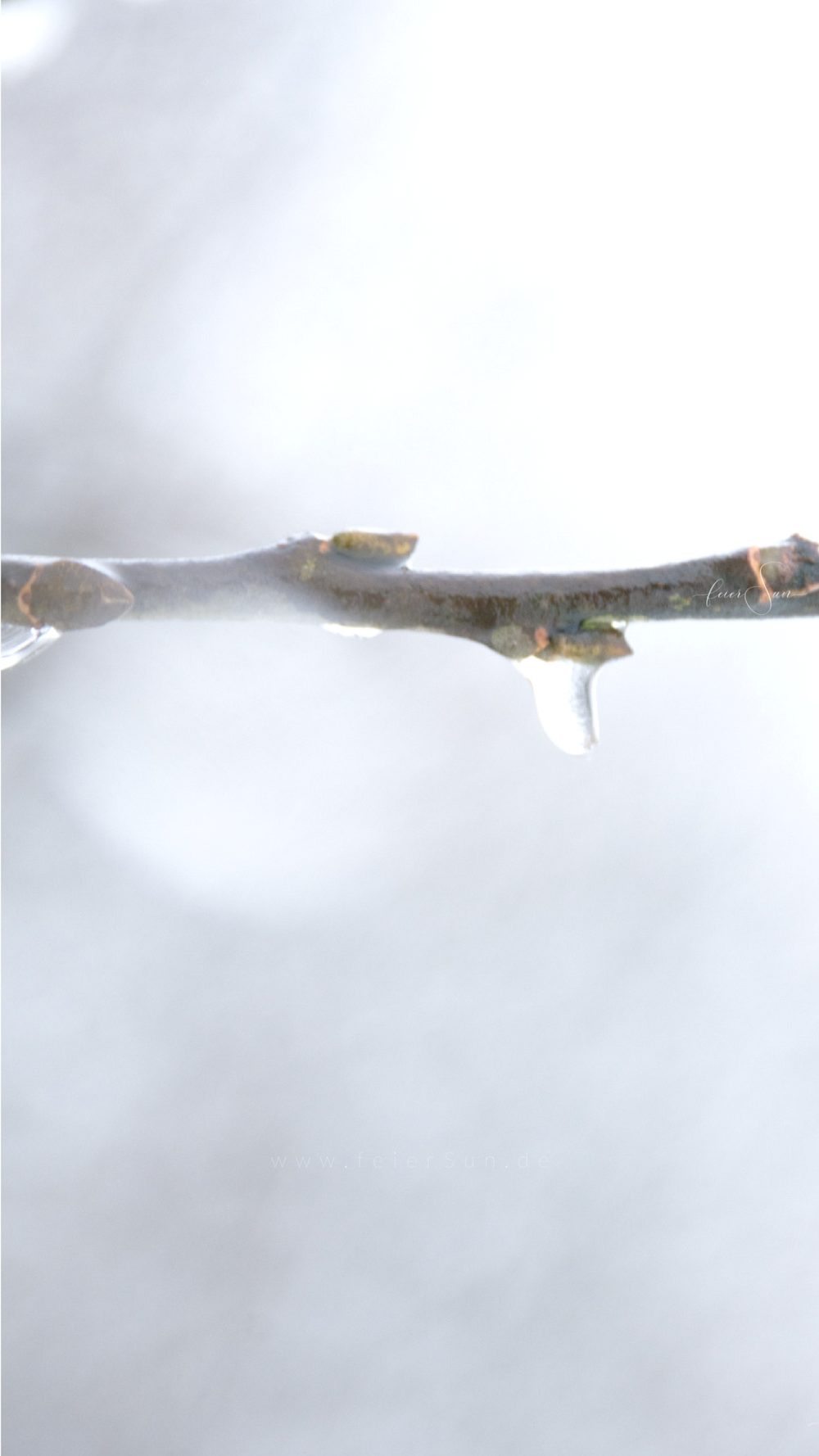 Tautropfen in Winterwonderland. Das Winterlicht ist wunderschön. Winterliches Licht mit Tautropfen